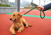 Leashes